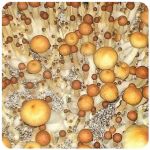 Псилоцибиновые (галлюциногенные)  грибы Psilocybin "Golden Teacher" в Лесозаводске