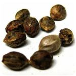 Семена марихуаны АК-47  (Seeds AK-47) в Лесозаводске